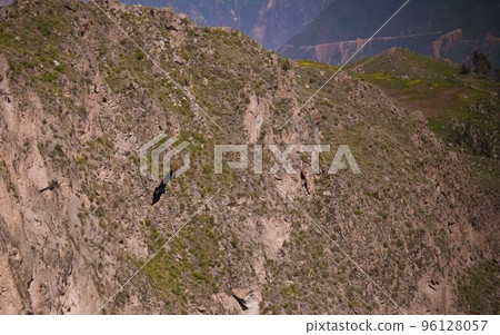Condors above the Colca canyon at Condor Cross or Cruz Del Condor viewpoint, Chivay, Peru Condors above the Colca canyon at Condor Cross or Cruz Del Condor viewpoint, Chivay, Peru 96128057