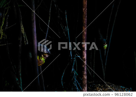 Night portrait of Daubentonia madagascariensis aka Aye-Aye lemur, Atsinanana region, Madagascar Night portrait of Daubentonia madagascariensis aka Aye-Aye lemur, Atsinanana region, Madagascar 96128062