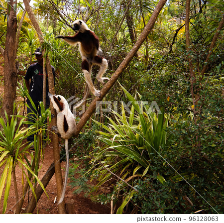 Portrait of the Coquerel's sifaka aka Propithecus coquereli at Lemurs park, Antananarivo, Madagascar Portrait of the Coquerel's sifaka aka Propithecus coquereli at Lemurs park, Antananarivo, Madagascar 96128063