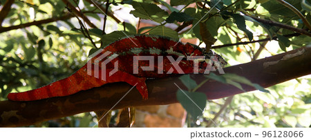 portrait of panther chameleon aka Furcifer pardalis in Andasibe-Mantadia National Park, Madagascar portrait of panther chameleon aka Furcifer pardalis in Andasibe-Mantadia National Park, Madagascar 96128066