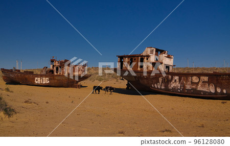 Panorama of ship cemetery near Moynaq at sunrise with the cows, Karakalpakstan, Uzbekistan Panorama of ship cemetery near Moynaq at sunrise with the cows, Karakalpakstan, Uzbekistan 96128080