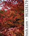 色彩艷麗的楓木 96128179
