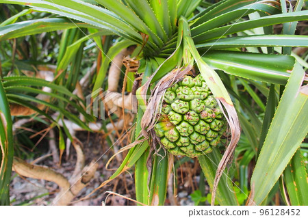 Fruit of Adan Fruit of Adan 96128452