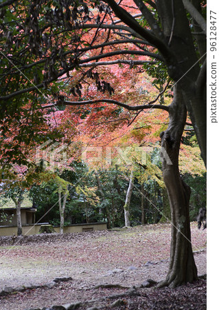 Sagano Arashiyama秋葉 Sagano Arashiyama秋葉 96128477
