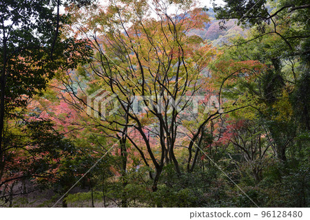 Sagano Arashiyama autumn leaves Sagano Arashiyama autumn leaves 96128480