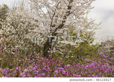 春天的天空、櫻花和杜鵑花景觀 96128927