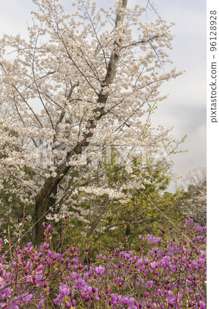春天的天空、櫻花和杜鵑花景觀-2 春天的天空、櫻花和杜鵑花景觀-2 96128928