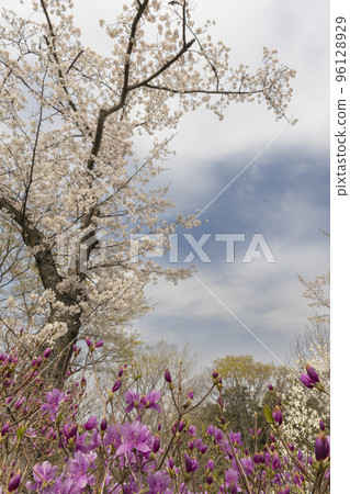 春天的天空、櫻花和杜鵑花風景-3 96128929