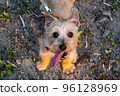 諾福克梗犬抬頭 96128969
