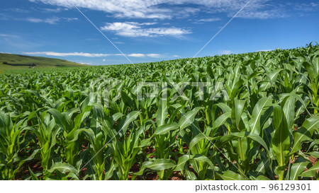 Maize Crops Farming Mountains 96129301