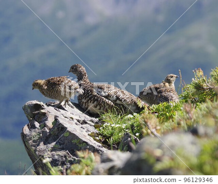 父母和孩子雷鳥 96129346