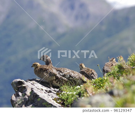 父母和孩子雷鳥 96129347