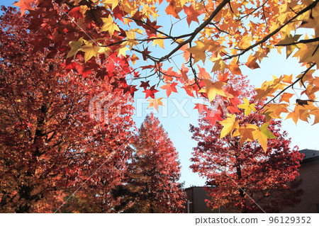 Momiji bakufu秋葉 96129352