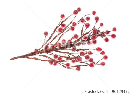 Christmas branch with red berries isolated on a white background Christmas branch with red berries isolated on a white background 96129452