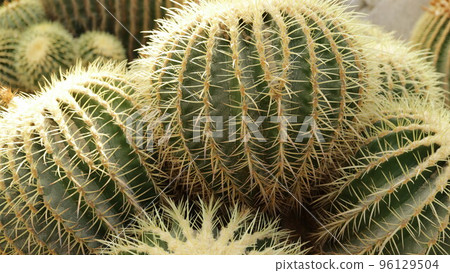 big round cactus big round cactus 96129504