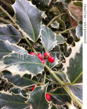 Red berries holly bush Traditional Christmas plant background 96129561