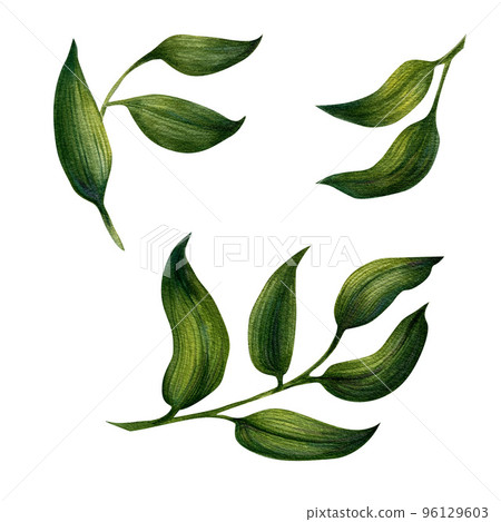 Hand drawn watercolor green ruscus branches with leaves for wedding, birthday, greeting card, menu, banner, border, stickers. Elements isolated on a white background. Hand drawn watercolor green ruscus branches with leaves for wedding, birthday, greeting card, menu, banner, border, stickers. Elements isolated on a white background. 96129603