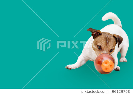 Playful dog sniffing puzzle toy trying to get treat out Playful dog sniffing puzzle toy trying to get treat out 96129708