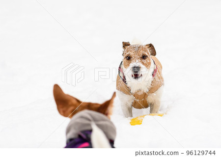 Dog possessive aggression concept. Aggressive dog snarls and barks at another dog guarding its toy. 96129744
