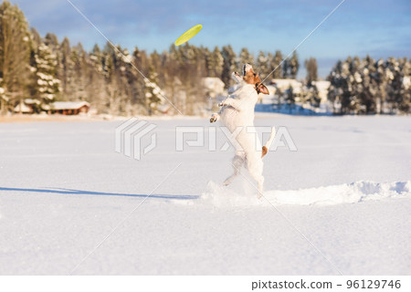 On beautiful sunny winter day dog jumping on snow to catch flying disk On beautiful sunny winter day dog jumping on snow to catch flying disk 96129746