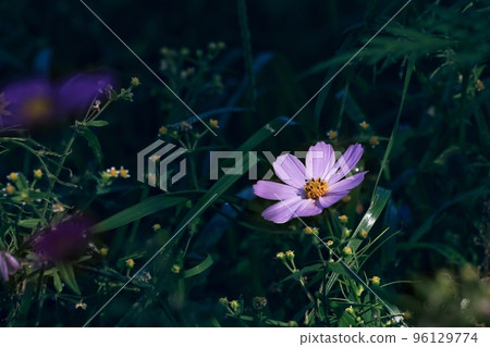 格桑花 96129774