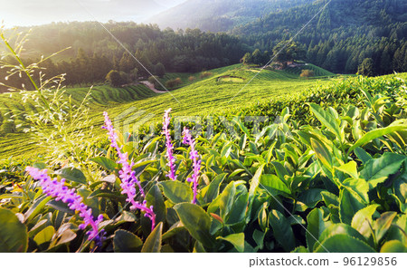 Boseong tea field Boseong tea field 96129856