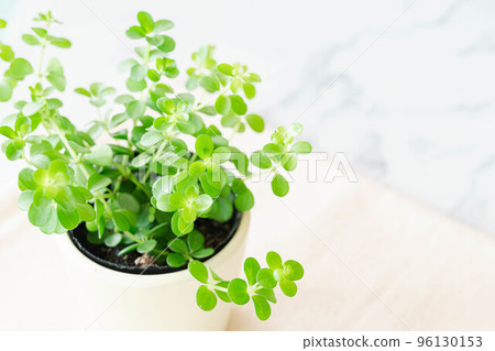 可愛的綠色辣椒 可愛的綠色辣椒 96130153