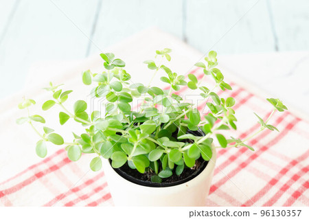 cute green peperomia 96130357