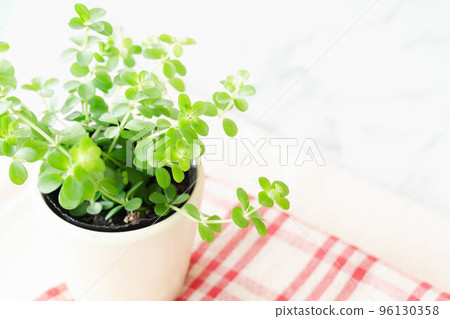cute green peperomia cute green peperomia 96130358