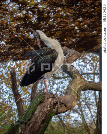 A white-necked stork perched on a tree A white-necked stork perched on a tree 96130429