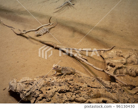 Two spiny desert lizards on the sand Two spiny desert lizards on the sand 96130430