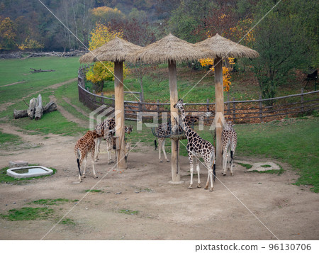 Group of giraffes 96130706