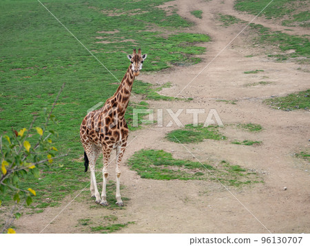 An adult giraffe  96130707