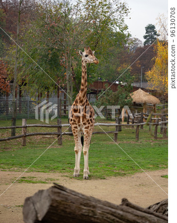 An adult giraffe An adult giraffe 96130708