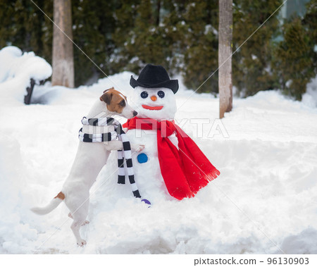 Jack Russell Terrier dog in scarf making a snowman. Winter fun. Jack Russell Terrier dog in scarf making a snowman. Winter fun. 96130903
