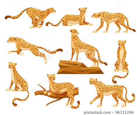 Cheetah as African Large Cat with Long Tail and Black Spots on Coat Vector Set 96131206