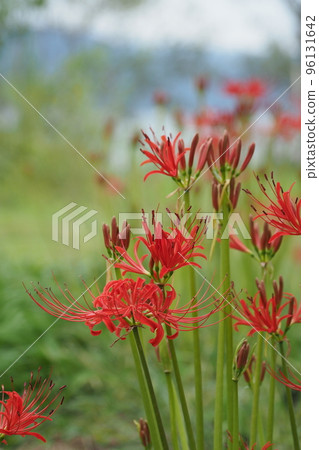 琵琶湖勝濱的星團孤挺花 96131642