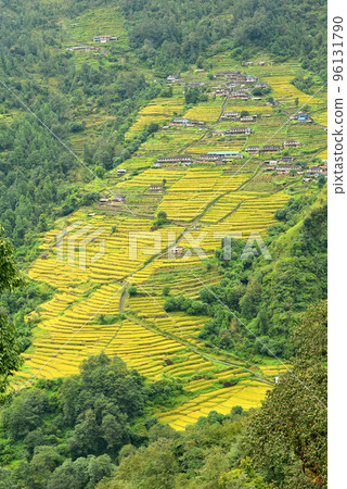 Terrace rice fields in Nepal Terrace rice fields in Nepal 96131790