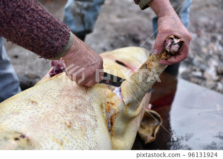 Slaughterman is cutting off the legs of the pig Slaughterman is cutting off the legs of the pig 96131924