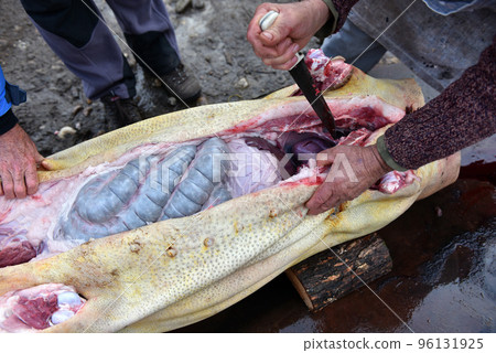 Slaughterman cutting off the chitterlings of a pig 96131925