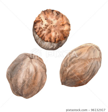 Nutmeg Watercolor. Isolate. Illustration for clipart. Designed for menus, culinary blogs, packaging, textiles, web design, sites, stickers, invitations, patterns, logos. Drawn by hand. 96132917