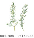 Rosemary Watercolor. Isolate. Illustration for clipart. Designed for menus, culinary blogs, packaging, textiles, web design, sites, stickers, invitations, patterns, logos. Drawn by hand. 96132922