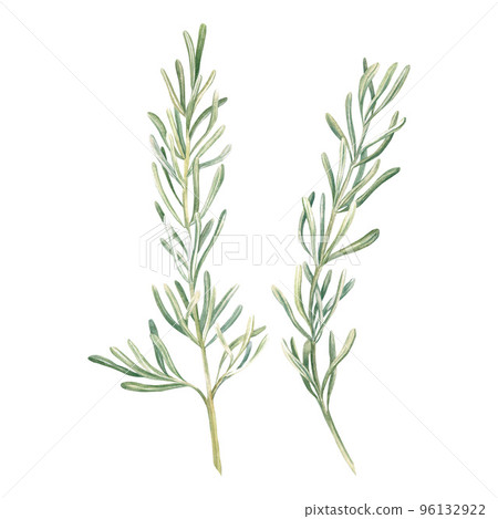 Rosemary Watercolor. Isolate. Illustration for clipart. Designed for menus, culinary blogs, packaging, textiles, web design, sites, stickers, invitations, patterns, logos. Drawn by hand. Rosemary Watercolor. Isolate. Illustration for clipart. Designed for menus, culinary blogs, packaging, textiles, web design, sites, stickers, invitations, patterns, logos. Drawn by hand. 96132922