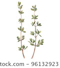 Thyme Watercolor. Isolate. Illustration for clipart. Designed for menus, culinary blogs, packaging, textiles, web design, sites, stickers, invitations, patterns, logos. Drawn by hand. 96132923