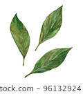 Laurel Watercolor. Isolate. Illustration for clipart. Designed for menus, culinary blogs, packaging, textiles, web design, sites, stickers, invitations, patterns, logos. Drawn by hand. 96132924