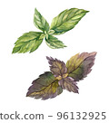 Basil Watercolor. Isolate. Illustration for clipart. Designed for menus, culinary blogs, packaging, textiles, web design, sites, stickers, invitations, patterns, logos. Drawn by hand. 96132925