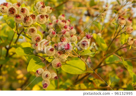 Arctium lappa commonly called greater burdock. Blooming burdock flowers on natural plant background Arctium lappa commonly called greater burdock. Blooming burdock flowers on natural plant background 96132995