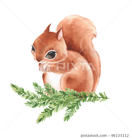 Squirrel on fir branch. Cute watercolor illustration. Squirrel on fir branch. Cute watercolor illustration. 96133112