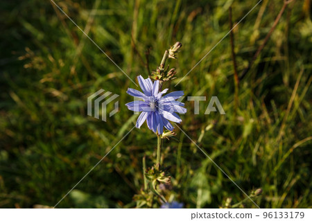 Common Chicory or Cichorium intybus. Blue chicory flowers growing in the meadow. 96133179