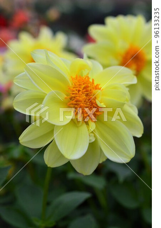 開花在領域的黃色大麗花 開花在領域的黃色大麗花 96133235